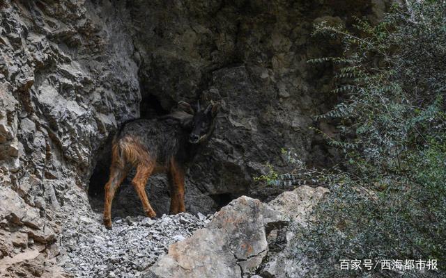 626969奥门四不象凤凰,深度解答解释落实_hf096.34.90